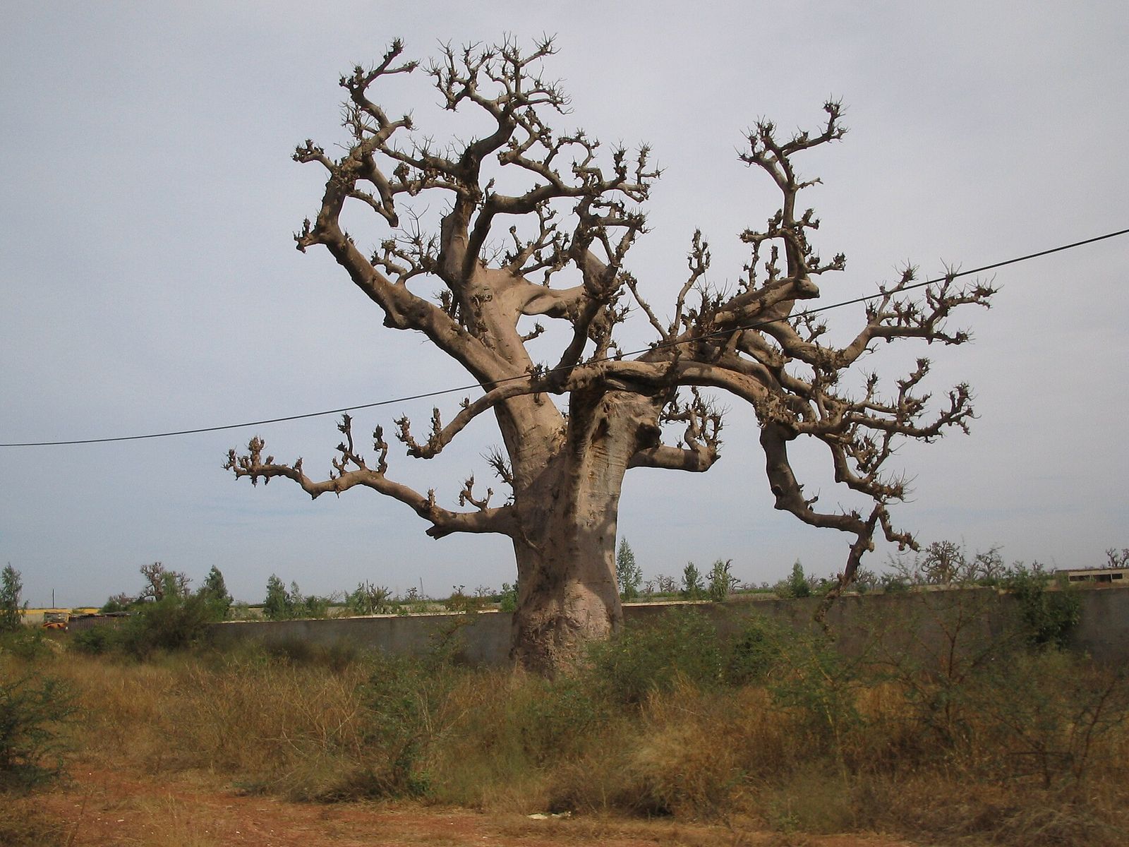 Un baobab aux branches nues dans la savane