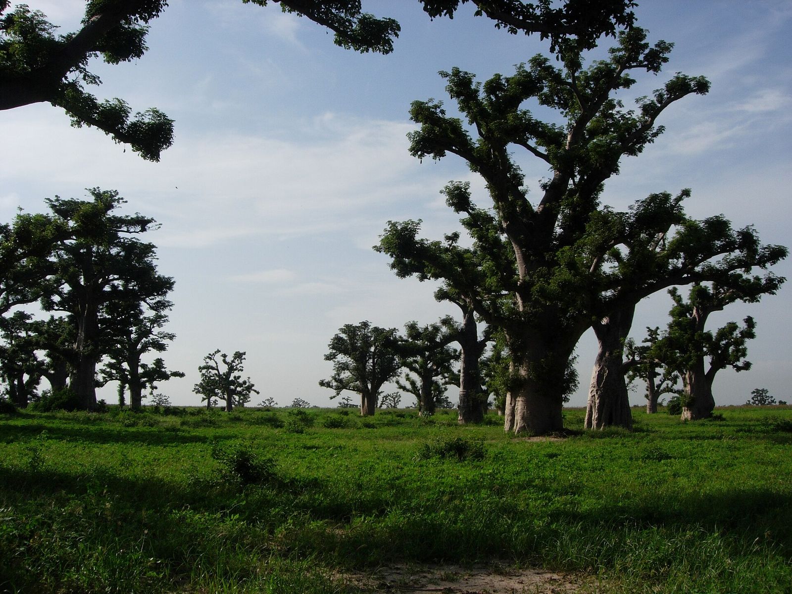 Une forêt de baobabs en saison des pluies